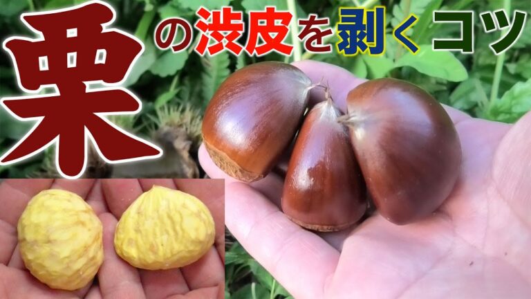 生の栗の渋皮を簡単に剥くための知識
