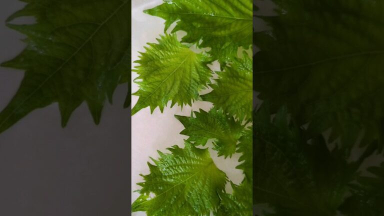 大葉で自家製ふりかけを作る #shorts #ふりかけ #レシピ #大葉しそ