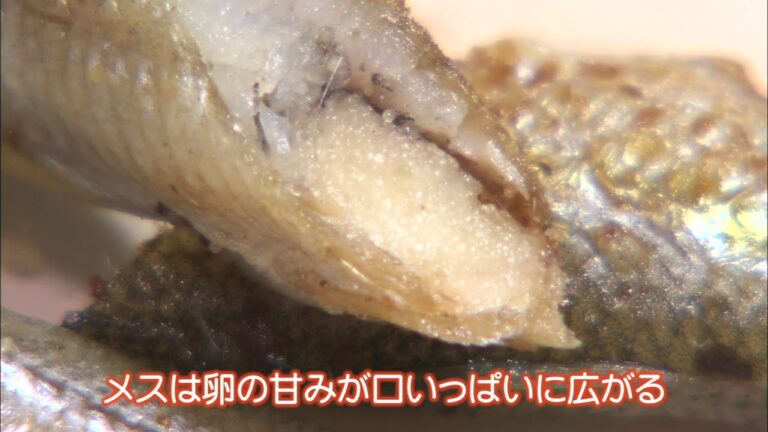 「大野商店・生干しししゃも」HBC北のハイグレード　マル得食品館