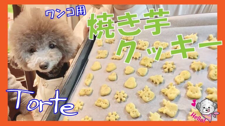 【犬用クッキーの作り方】超簡単 愛犬トルテと一緒に食べれる焼き芋クッキー作ってみた！！【クリスマス料理🐶🎄】（トイプードルのTorte channel)