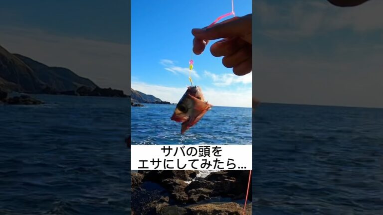 軽い気持ちでサバの頭をエサにしてみたら…