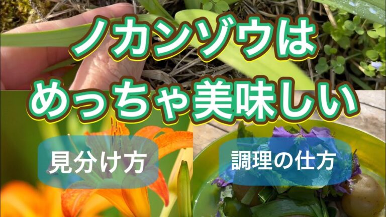 【野草術】ノカンゾウとムラサキハナナの春煮　3月～4月食べられる野草レシピ　"Daylily" boiled dish カンゾウ　ヤブカンゾウ