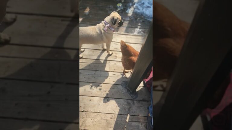 🤣 How to TRAIN a CHICKEN! #shorts