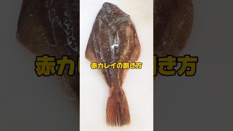 赤カレイの捌き方切身【福井の越前カレイ】 #赤カレイ #捌く #カレイの捌き方