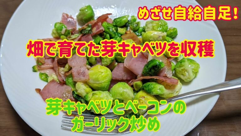 芽キャベツの収穫　めざせ自給自足