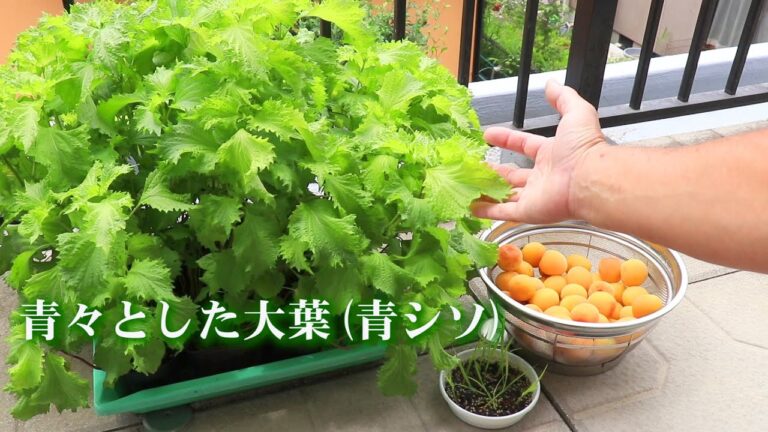 梅に青シソで爽やかな香り付け (*'▽') Season the Ume plums with green perilla!