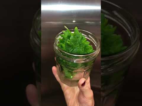 青紫蘇の正しい保存法　鮮度キープ　【抗ウイルス・整腸作用・食中毒予防・呼吸器疾患にも◎】【栄養療法】