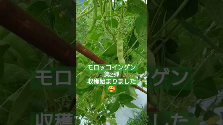 第2弾モロッコインゲン収穫🤗 #農業女子 #野菜 #おいしい #shorts