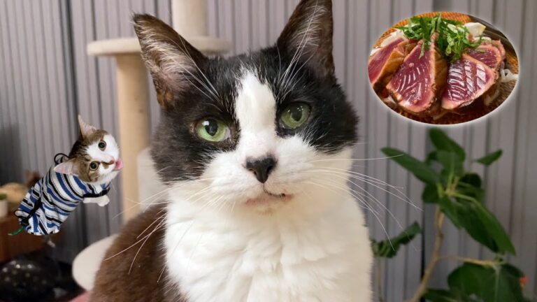 猫たち大興奮！フライパンで鰹のたたき【6月のウマウマデー】