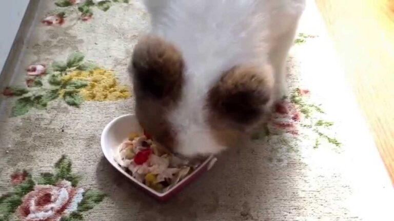 ポメラニアンのこうめたんペットホテルお泊まり日記