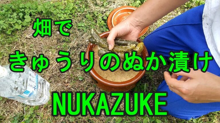 きゅうりのぬか漬け