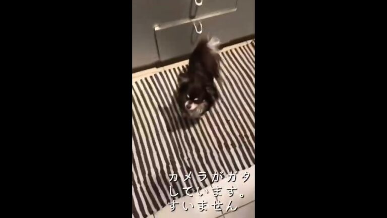 【チワワ】ご飯は絶対に取られたくない