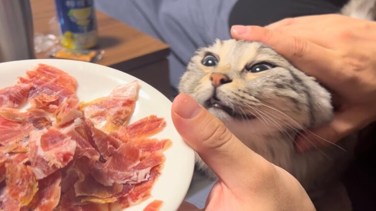 【生ハム事件】我が家の猫は凄腕策士