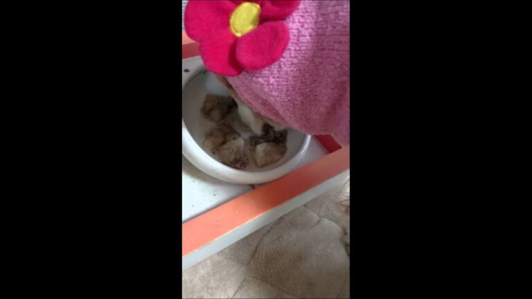 牛スジスープ