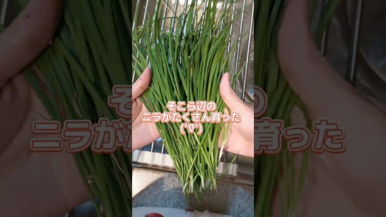 【30秒料理日記】ニラがたくさん育ったからスタカレ―作った記録('∇')【おうちごはんvlog】#shorts