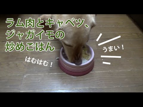 大型犬の手作り食：誕生日なのでラム肉と野菜炒めごはん