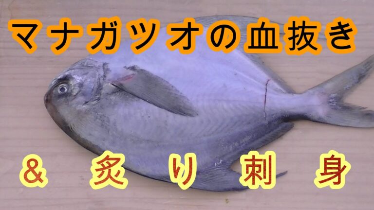 マナガツオの血抜き＆炙り刺身。究極の血抜き津本式（自己流）無添加 　NON-GMO 　オーガニック　非遺伝子組み換え