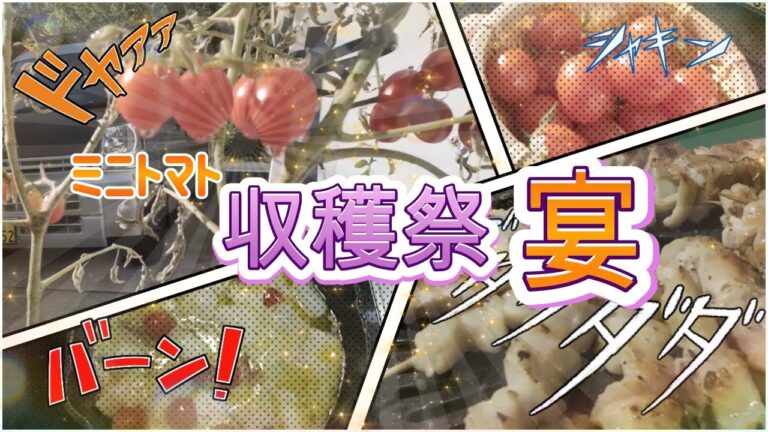 【夫婦で家呑み　宴】ミニトマト収穫してアヒージョで一杯！　＃北の谷のノリタカ