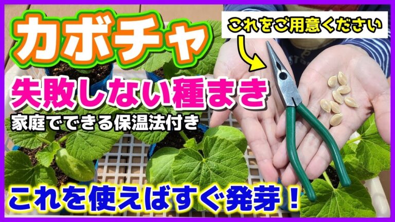カボチャはこれ使えばすぐ発芽する！失敗しない種まき／ラジオペンチ／催芽まき／家庭でできる保温法／鉢増し／かぼちゃ栽培／かぼちゃの種まきの仕方／家庭菜園