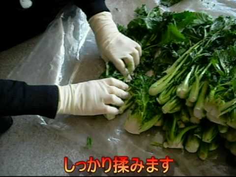 中島菜の漬け方