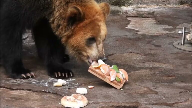 お誕生日のお祝いはケーキとお寿司