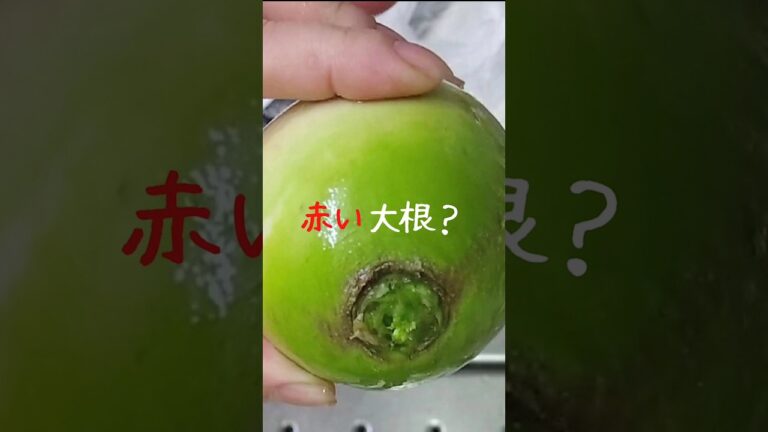 「赤い大根」もらいました。甘酢に浸けてみました。 詳しくは概要欄。