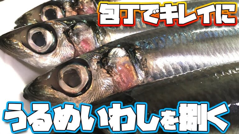 包丁でキレイに！鰯(いわし)のきれいな捌き方 #shorts