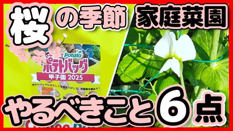 【初心者必見】桜の季節に家庭菜園やるべきこと６点