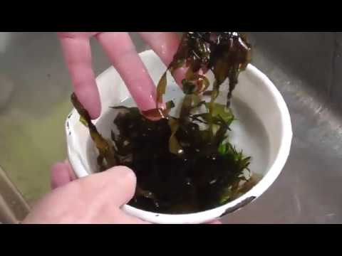 美味しそうな海藻を味噌汁で食べていくシリーズ5.ハバノリ