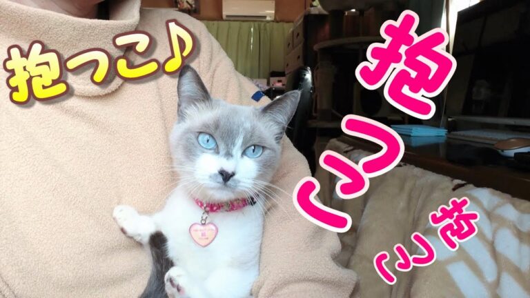 抱っこが好きな猫＆猫ごはんはせせりと牛タン！【Cats who like hugs-cat's homemade rice!】