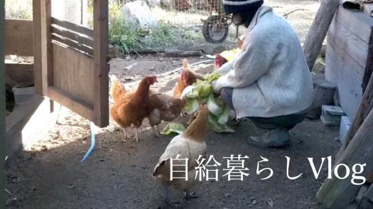 自給暮らしvlog｜真冬の収穫と食べる楽しみ｜シュークリーム作りました｜暗渠に土管を据える｜#57