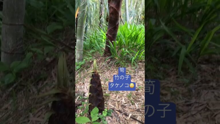 筍 竹の子 タケノコ 早く掘らなきゃ #shorts #春ですな #酢味噌で食べよか