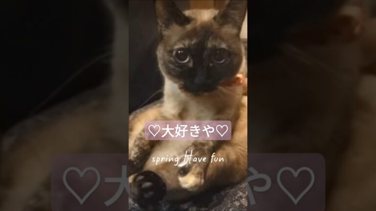 🌸河津桜♡イカとお大根の煮物