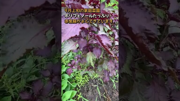 9月上旬の家庭菜園 ポリフェノールたっぷり 赤紫蘇がよくできています