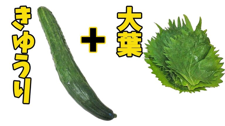 きゅうりと大葉があれば！美味しいおつまみが出来た！ 料理 レシピ 簡単