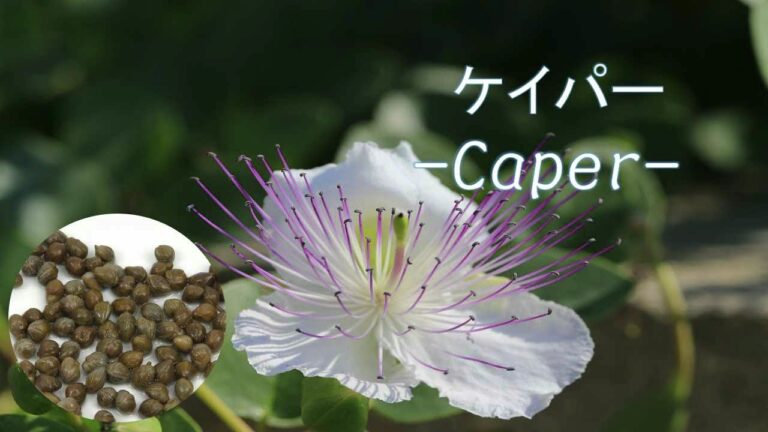 ハーブ＆スパイス事典　【ケイパー】