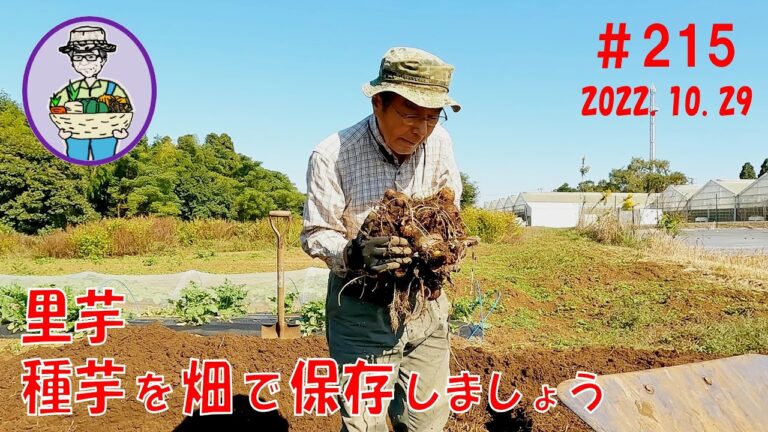 来年の種芋と保存用の里芋は畑で保存しましょう。 215話【オーガニック栽培】