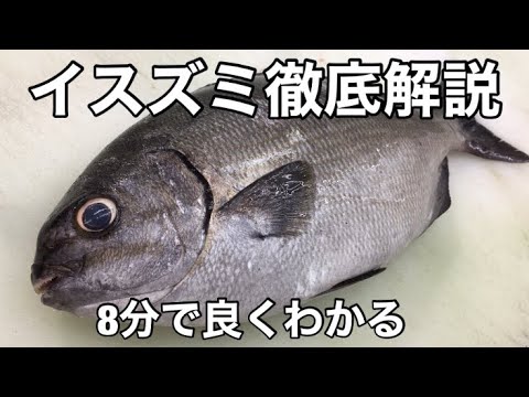 【イスズミ】徹底解説 さばき方、刺身、アラ煮