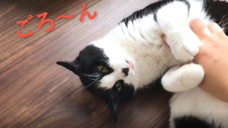 外にいたら猫が何してるの?と呼びにきた＆石焼ビビンバ風ごはん