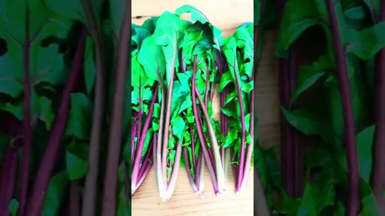 生でも食べられるサラダほうれん草【野菜の宅配型直売所：船橋野菜】