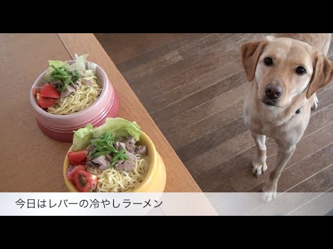 大型犬の手作りごはん：レバーの冷やしラーメン