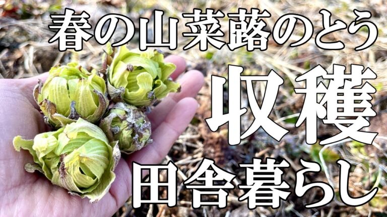 【標高800ｍの田舎暮らし】早春の山菜蕗のとうを収穫して天ぷらに。万能やすまるだしで料理｜村暮らし｜移住｜料理