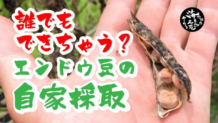 エンドウ豆の自家採取