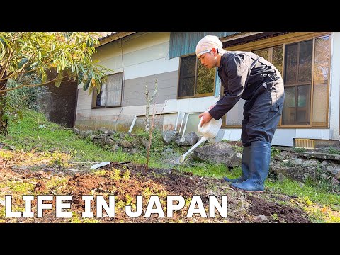 [Vlog] Working Japanese man 🇯🇵  I planted a cherry tree in the garden of my hometown.