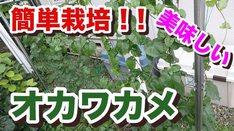 【簡単栽培！！】オカワカメ【美味しい♪】