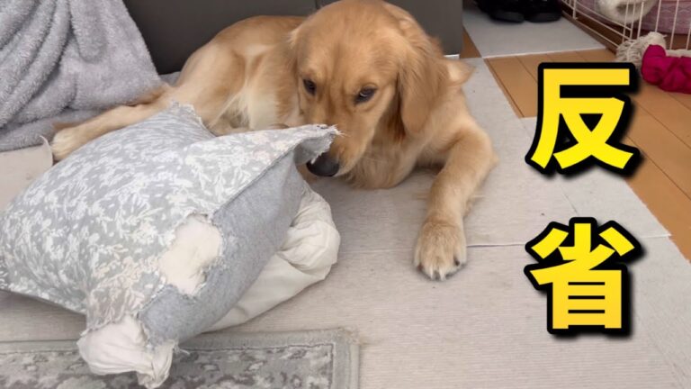 我が家の犬達が何でも破壊してしまい、やりたい放題で困ってます