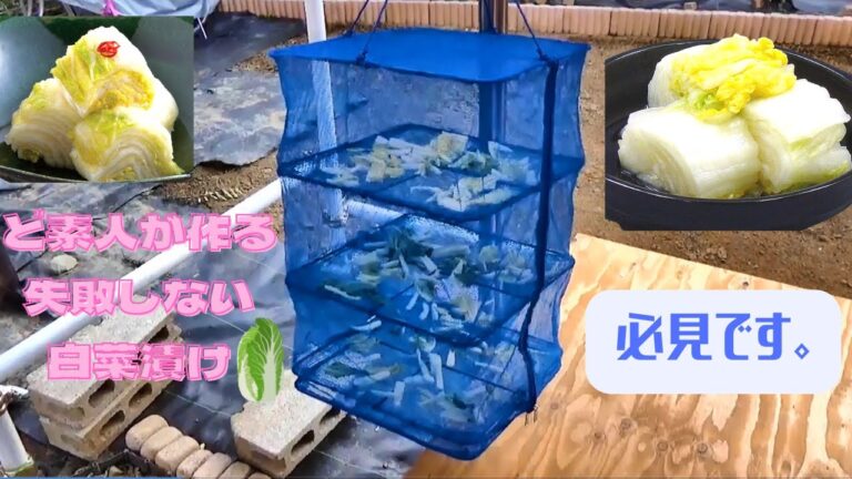 超簡単、白菜漬け、作りました。時間は多少かかります。浅漬けの素を使います。簡単レシピ。吉野○風。冬の定番、旬の白菜大量消費。その手があったか。