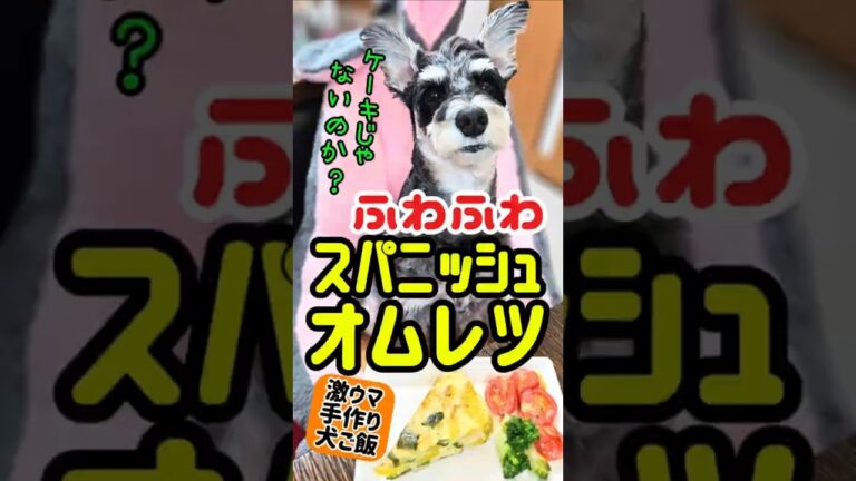 ふわふわスパニッシュオムレツ！めんま本日の激ウマ手作り犬ごはん！【ミニチュアシュナウザー】#めんまのへや#わんこごはん#犬のいる生活