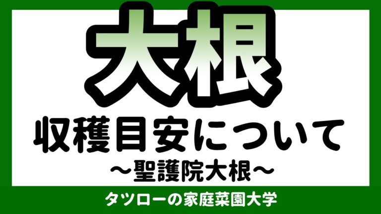 [家庭菜園][秋冬野菜]聖護院大根 収穫目安