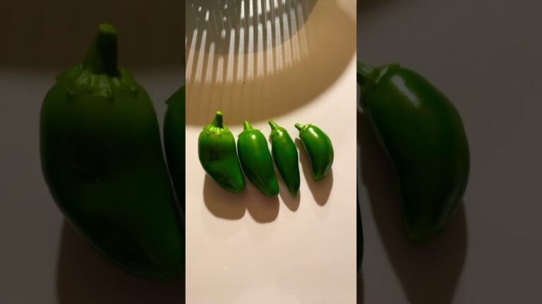 ハラペーニョ収穫。ピクルスにします。